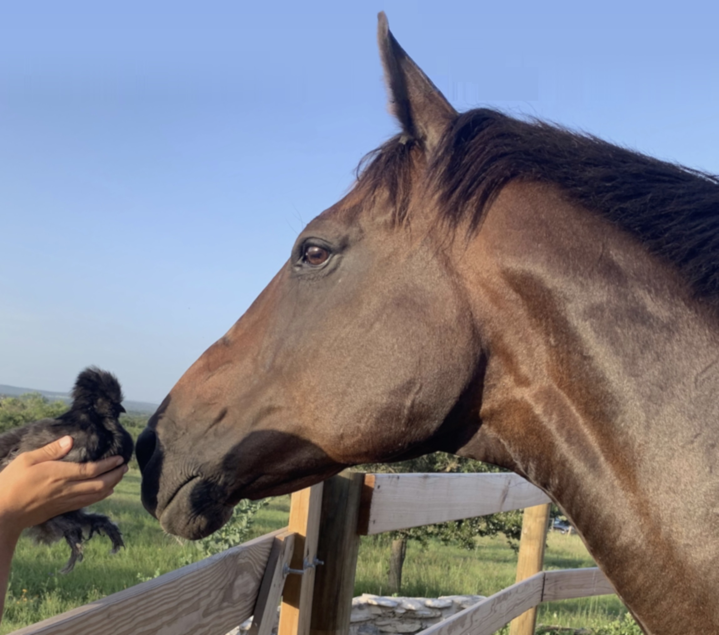 Callie, a retired racehorse