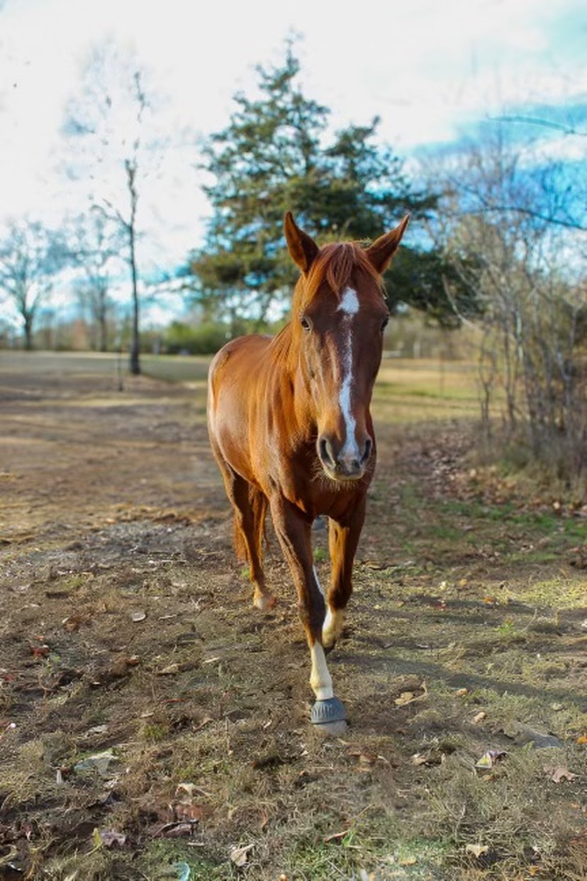 Teddy, a rescued off-track thoroughbred